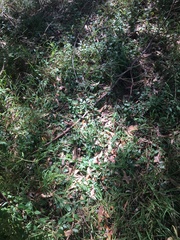 Vincetoxicum barbatum