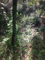 Vincetoxicum barbatum