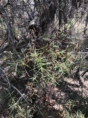 Lysicarpus angustifolius