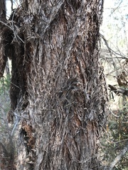 Lysicarpus angustifolius