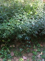 Zanthoxylum beecheyanum