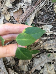 Vincetoxicum barbatum