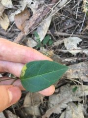 Vincetoxicum barbatum