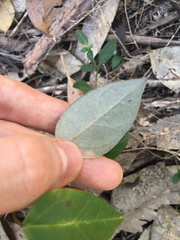 Vincetoxicum barbatum