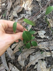 Vincetoxicum barbatum