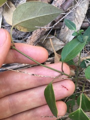 Vincetoxicum barbatum