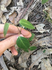 Vincetoxicum barbatum