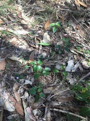 Vincetoxicum barbatum