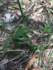 Vincetoxicum barbatum