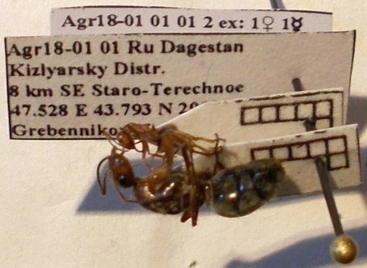 Formica subpilosa