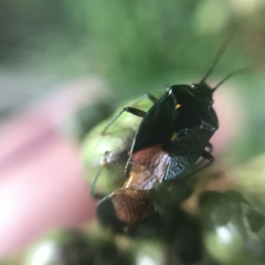 Ditomotarsus punctiventris