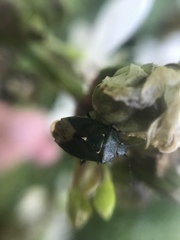 Ditomotarsus punctiventris