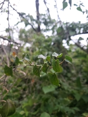 Gonolobus sororius
