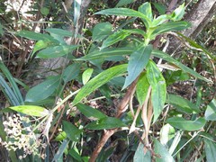 Hedyotis acutangula