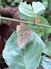 Mycalesis perseoides