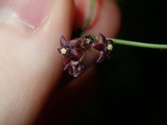 Vincetoxicum barbatum