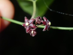 Vincetoxicum barbatum