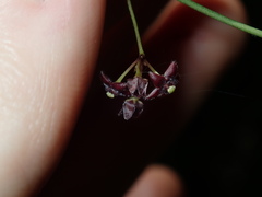 Vincetoxicum barbatum