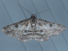 Cleora displicata
