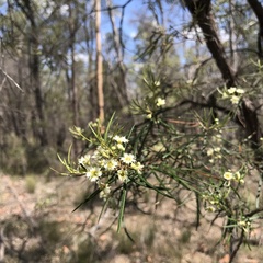 Lysicarpus angustifolius