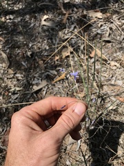 Dianella rara