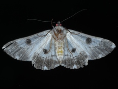 Cleora displicata