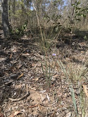 Dianella rara
