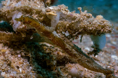 Acentronura breviperula