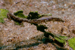 Acentronura breviperula