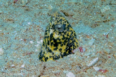 Callechelys marmorata