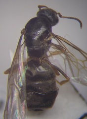 Lasius alienus