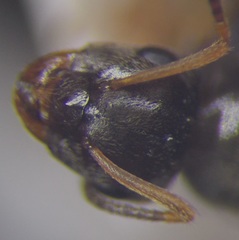 Lasius alienus