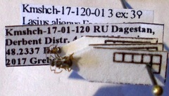 Lasius alienus