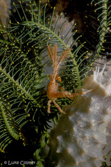 Hyastenus bispinosus