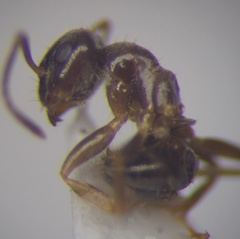 Lasius alienus