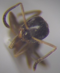 Lasius alienus
