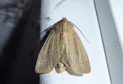 Ichneutica epiastra