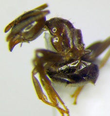 Lasius alienus