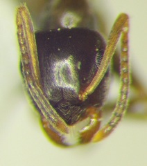 Lasius alienus