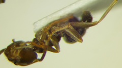Lasius alienus