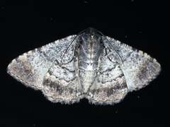 Aporoctena