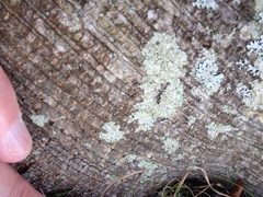 Physcia millegrana image