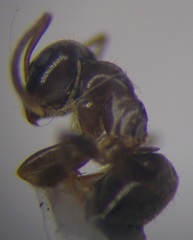 Lasius alienus