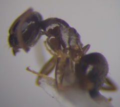 Lasius alienus