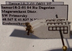 Lasius alienus