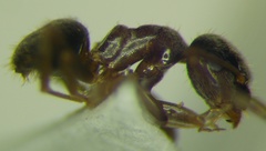 Lasius alienus