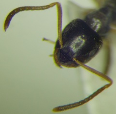 Lasius alienus