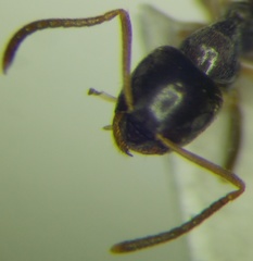 Lasius alienus