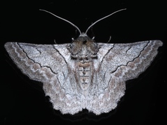 Hypobapta tachyhalotaria