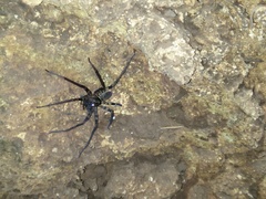 Heteropoda tetrica